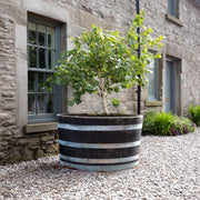 90cm Giant Scottish Silver Hoop Half Whisky Barrel Oak Tree Planter